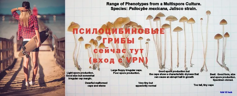 продажа наркотиков  это клад  Псилоцибиновые грибы Magic Shrooms  Ардатов 